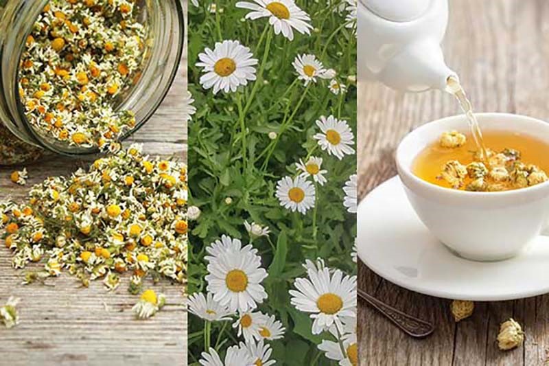 درمان موخوره با بابونه